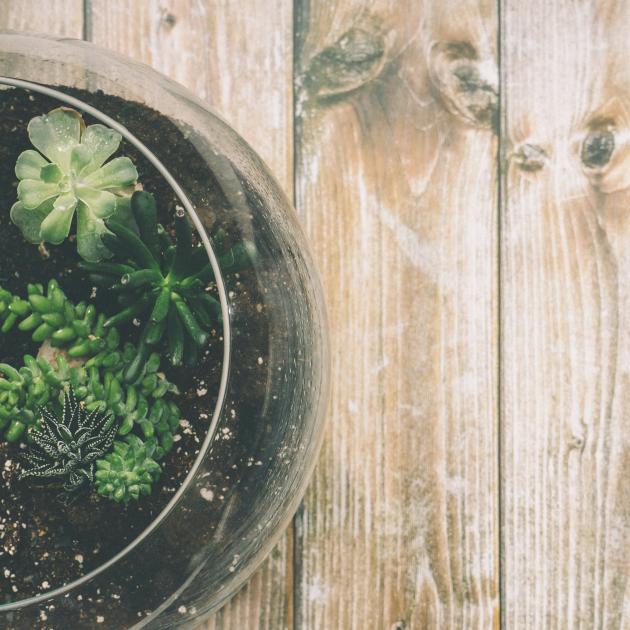 A photograph of a terrarium with dark brown soil and a few small green plants on top of a faded wood background.