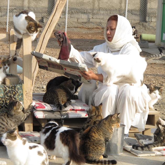 woman in white dress surrounded by about 12 cats