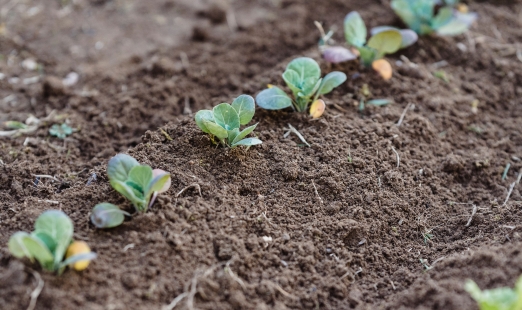 A row of seedlings growing in soil